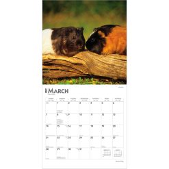 Guinea Pigs 2027 Square Wall Calendar - Image 3