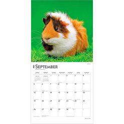 Guinea Pigs 2027 Square Wall Calendar - Image 4