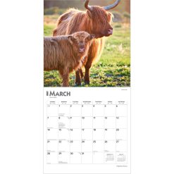 Highland Cows 2027 Square Wall Calendar - Image 3