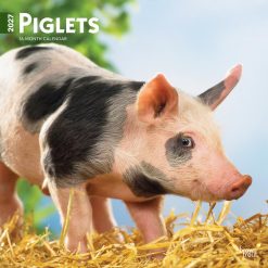 Piglets 2027 Square Wall Calendar