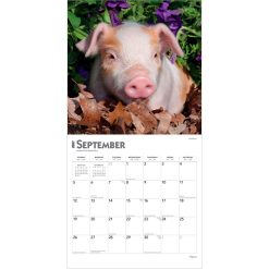 Piglets 2027 Square Wall Calendar - Image 4