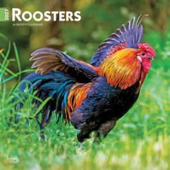 Roosters 2027 Square Wall Calendar