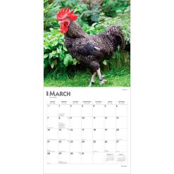 Roosters 2027 Square Wall Calendar - Image 3
