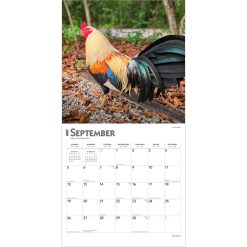 Roosters 2027 Square Wall Calendar - Image 4
