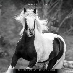 The Noble Horse, The BrownTrout Portrait Series 2027 Square Wall Calendar