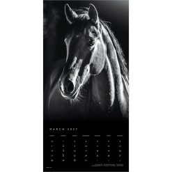 The Noble Horse, The BrownTrout Portrait Series 2027 Square Wall Calendar - Image 3