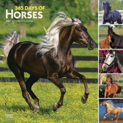 365 Days of Horses 2027 Square Wall Calendar