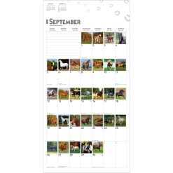 365 Days of Horses 2027 Square Wall Calendar - Image 4