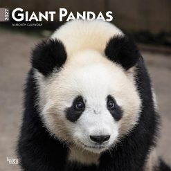 Giant Pandas 2027 Square Wall Calendar