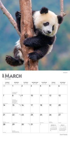 Giant Pandas 2027 Square Wall Calendar - Image 3