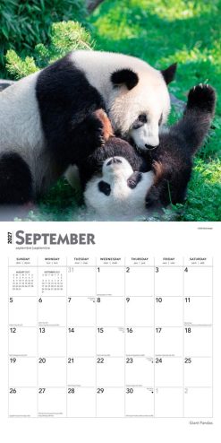 Giant Pandas 2027 Square Wall Calendar - Image 4