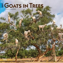 Goats in Trees 2027 Square Wall Calendar