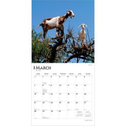 Goats in Trees 2027 Square Wall Calendar - Image 3