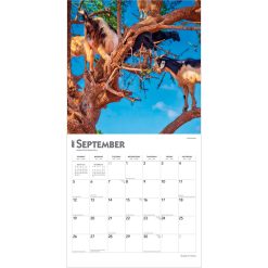 Goats in Trees 2027 Square Wall Calendar - Image 4