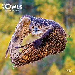 Owls 2027 Square Wall Calendar