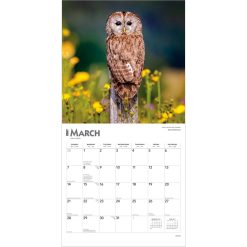 Owls 2027 Square Wall Calendar - Image 3