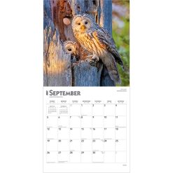 Owls 2027 Square Wall Calendar - Image 4