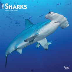 Sharks 2027 Square Wall Calendar