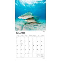 Sharks 2027 Square Wall Calendar - Image 3