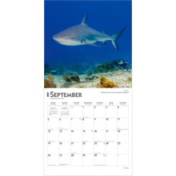 Sharks 2027 Square Wall Calendar - Image 4