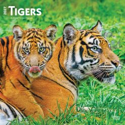 Tigers 2027 Square Wall Calendar