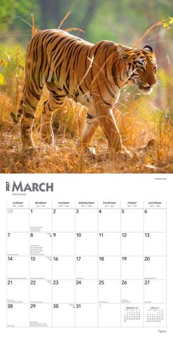 Tigers 2027 Square Wall Calendar - Image 3