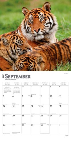 Tigers 2027 Square Wall Calendar - Image 4