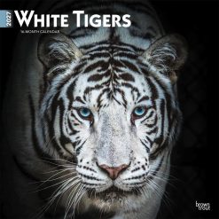White Tigers 2027 Square Wall Calendar