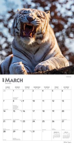 White Tigers 2027 Square Wall Calendar - Image 3