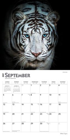 White Tigers 2027 Square Wall Calendar - Image 4