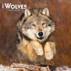 Wolves 2027 Square Wall Calendar
