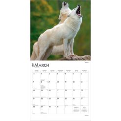 Wolves 2027 Square Wall Calendar - Image 3