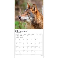 Wolves 2027 Square Wall Calendar - Image 4