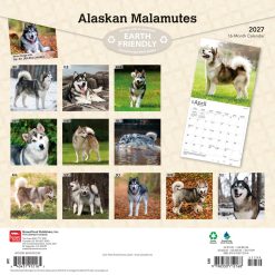 Alternative view of Alaskan Malamutes 2027 Square Wall Calendar