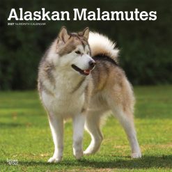 Alaskan Malamutes 2027 Square Wall Calendar