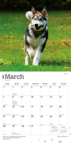 Alaskan Malamutes 2027 Square Wall Calendar - Image 3