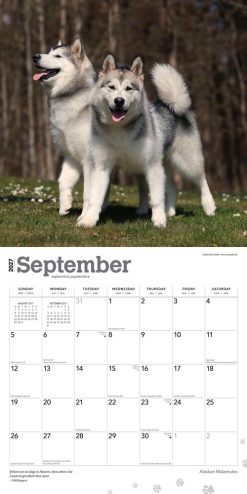 Alaskan Malamutes 2027 Square Wall Calendar - Image 4