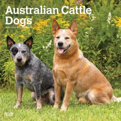 Australian Cattle Dogs 2027 Square Wall Calendar