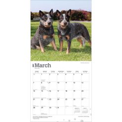 Australian Cattle Dogs 2027 Square Wall Calendar - Image 3