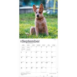 Australian Cattle Dogs 2027 Square Wall Calendar - Image 4