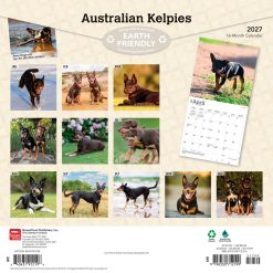 Alternative view of Australian Kelpies 2027 Square Wall Calendar