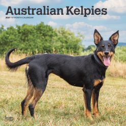 Australian Kelpies 2027 Square Wall Calendar