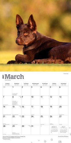 Australian Kelpies 2027 Square Wall Calendar - Image 3