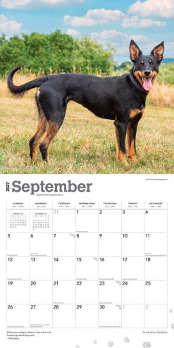 Australian Kelpies 2027 Square Wall Calendar - Image 4