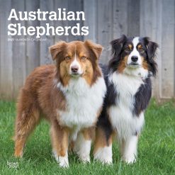 Australian Shepherds 2027 Square Wall Calendar