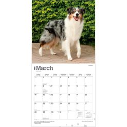 Australian Shepherds 2027 Square Wall Calendar - Image 3