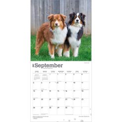 Australian Shepherds 2027 Square Wall Calendar - Image 4