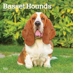 Basset Hounds 2027 Square Wall Calendar