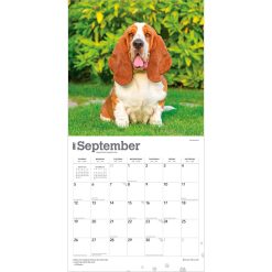 Basset Hounds 2027 Square Wall Calendar - Image 4