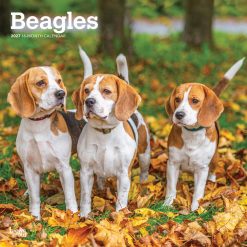 Beagles 2027 Square Wall Calendar